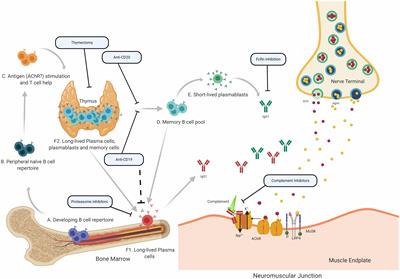 Autoimmune Pathology in Myasthenia Gravis Disease Subtypes Is Governed by Divergent Mechanisms of Immunopathology